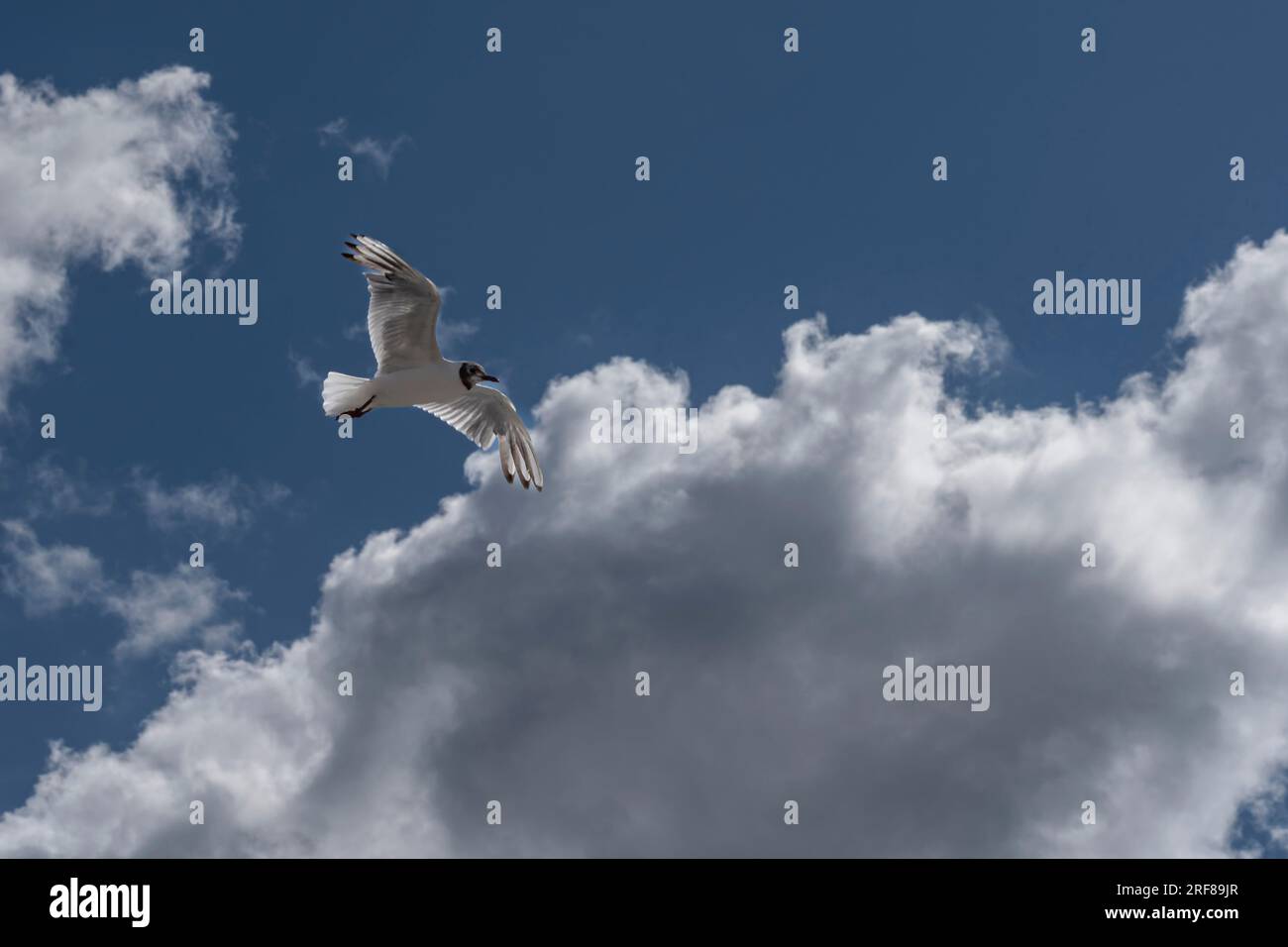 Un mouette volant dans les airs sur la plage Banque D'Images