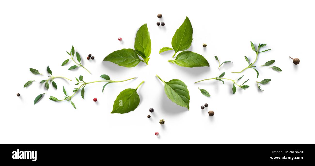 Collection de feuilles d'herbes fraîches. Thymeet basilic épices, herbes sur une table blanche. Élément de conception alimentaire sur fond blanc. Banque D'Images