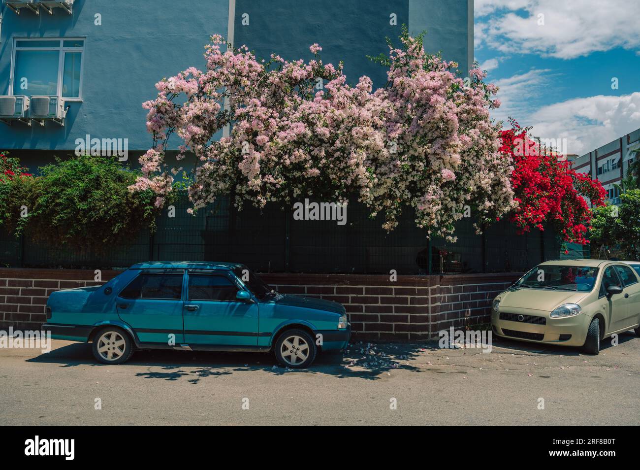 Fleurs de lauriers roses en fleurs d'été dans le quartier résidentiel sur la rue Alanya, Turquie Banque D'Images