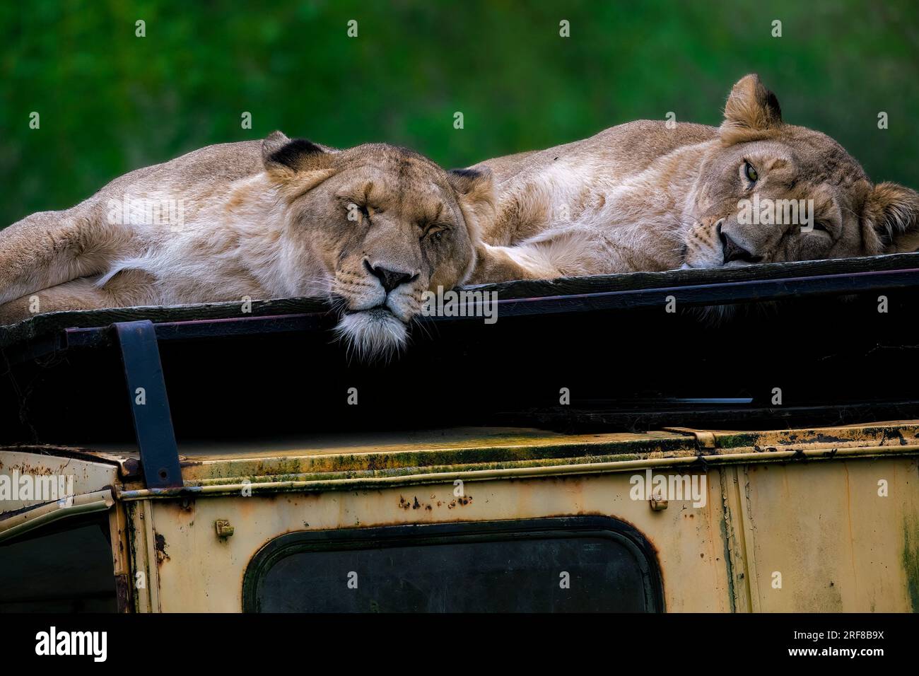 Des lions endormis sur une voiture Banque D'Images