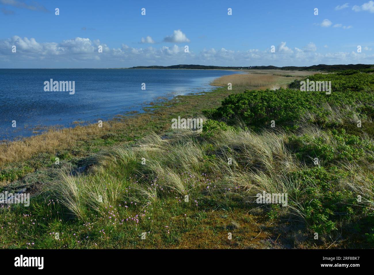 La côte de la mer des Wadden entre Rantum et Hörnum, Sylt, îles frisonnes, Schleswig-Holstein, Allemagne Banque D'Images