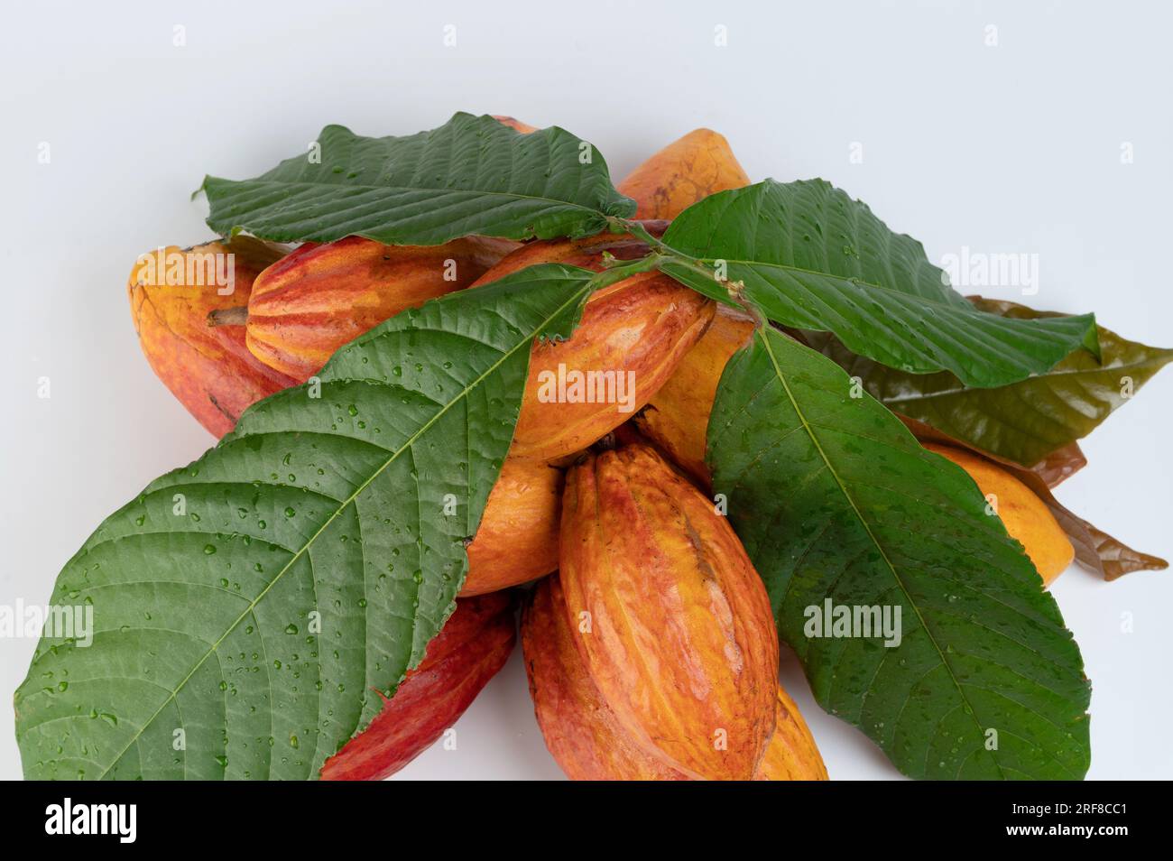 Pile de gousses de cacao crue recouverte de feuilles au-dessus de la vue de dessus isolée Banque D'Images Pile de gousses de cacao crue recouverte de feuilles au-dessus de la vue de dessus isolée Banque D'Images