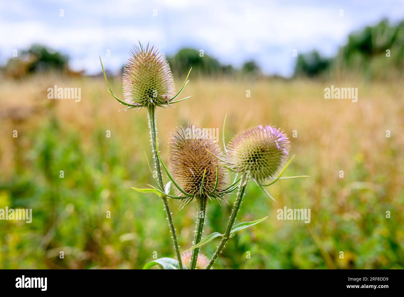 Tête de chardon piquante sans fleurs dans une prairie de fleurs sauvages en août, Royaume-Uni Banque D'Images