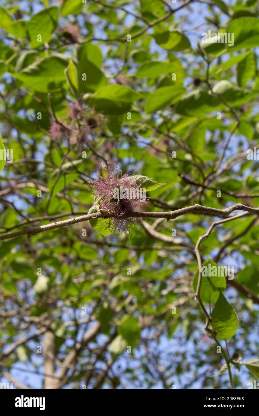 Arbre femelle Broussonetia papyrifera en fleurs Banque D'Images