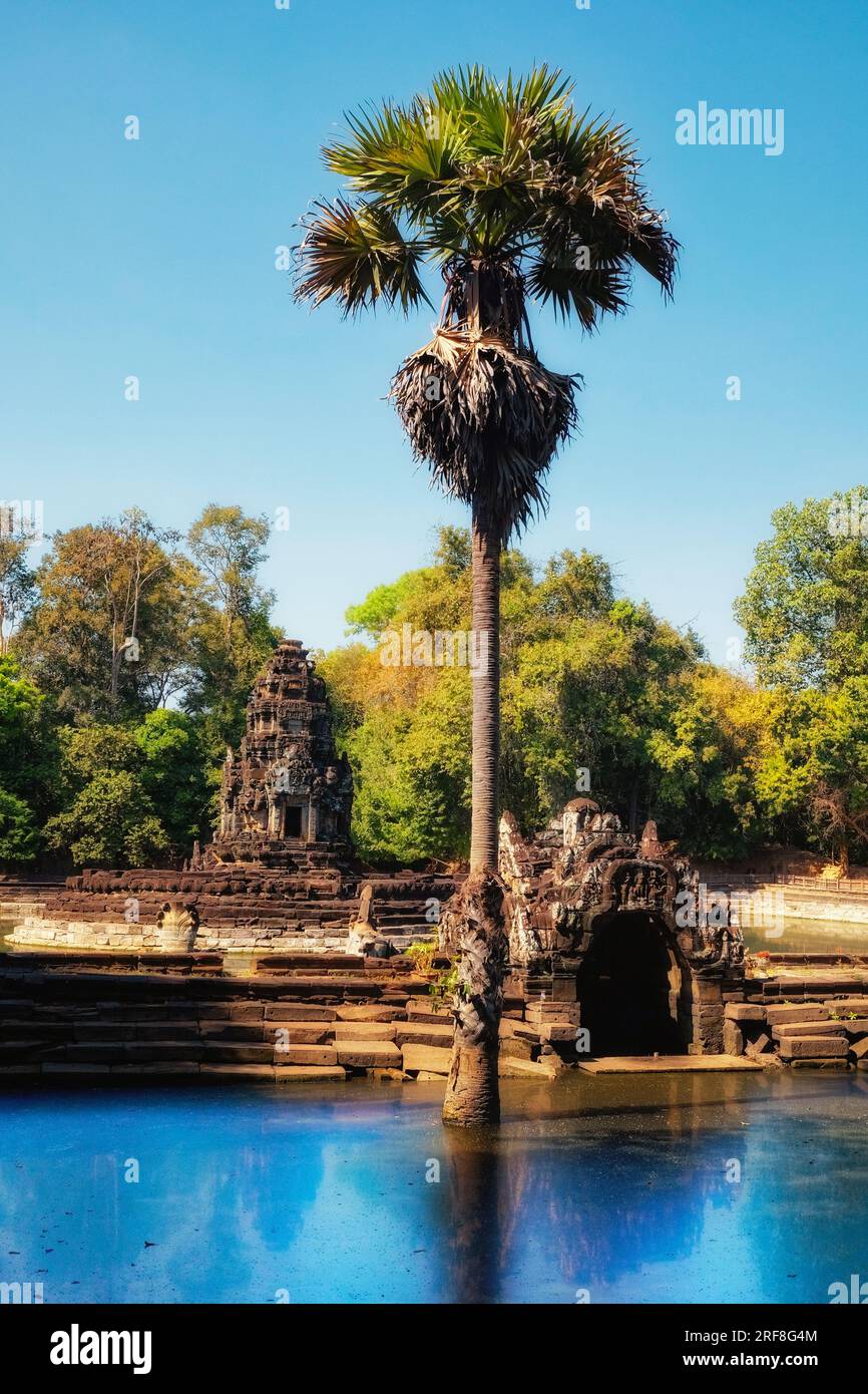 Image haute définition montrant un grand palmier émergeant des eaux boueuses du lac sacré cambodgien, Neak Pean. Banque D'Images