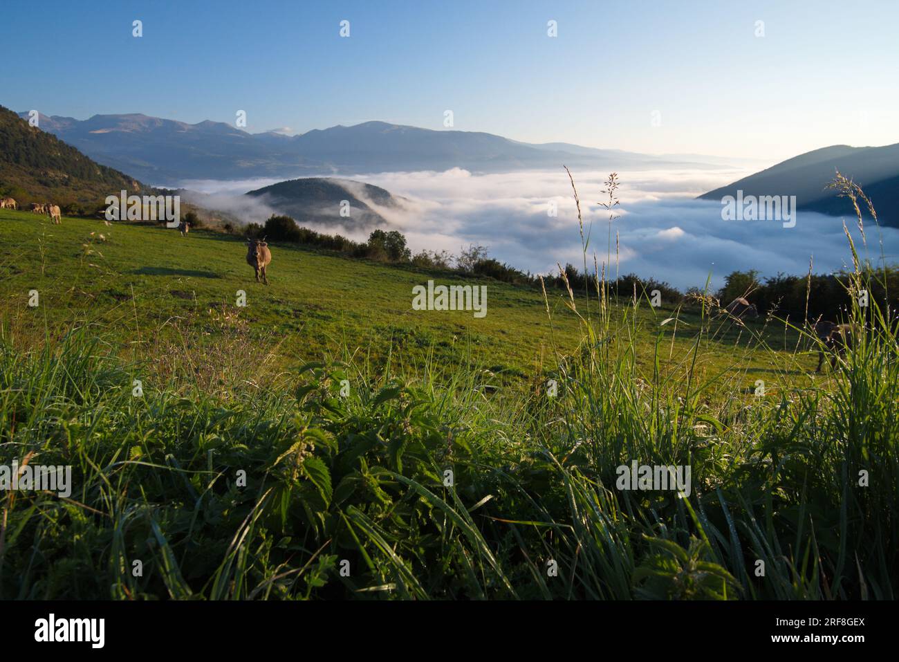 Une prairie de montagne avec des vaches de pâturage et une mer de ​​clouds ci-dessous. Un prado de Montaña con vacas pastando y por debajo se ve un mar de nubes. Banque D'Images