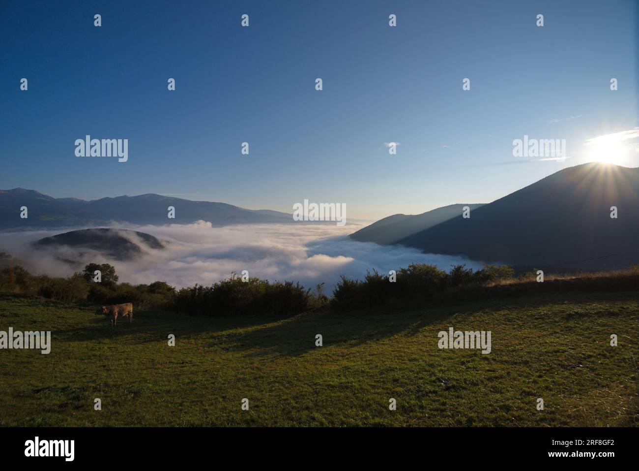 Une prairie de montagne avec des vaches de pâturage et une mer de ​​clouds ci-dessous. Un prado de Montaña con vacas pastando y por debajo se ve un mar de nubes. Banque D'Images