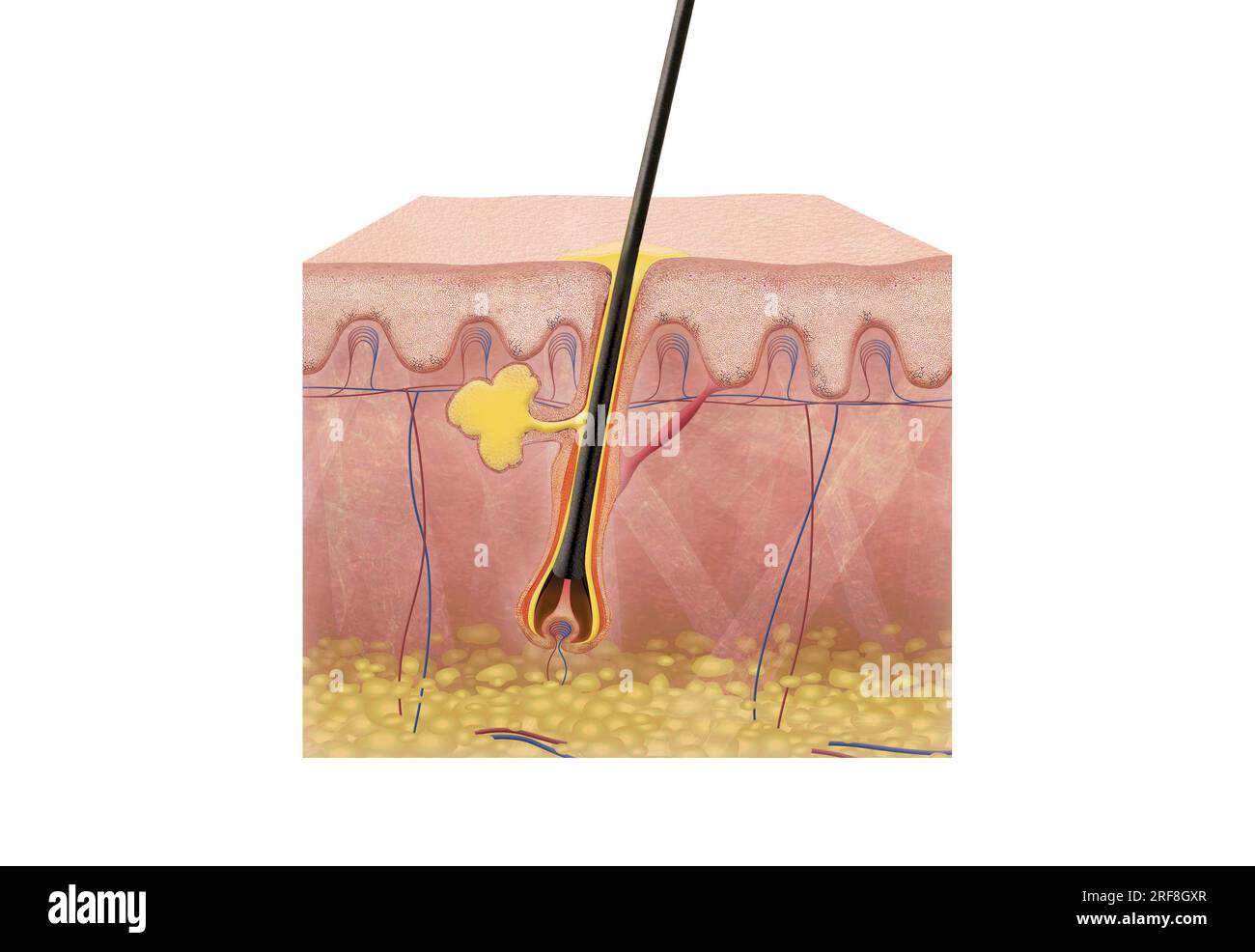 Section de peau 2D avec des cheveux sains (par opposition au bouton) avec épiderme, derme et hypoderme, glande sébacée, muscle arrecteur. Banque D'Images