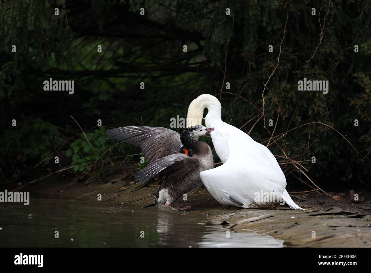 Mute Swan et gander dans un parc à Paris, Ile de France, France. Banque D'Images