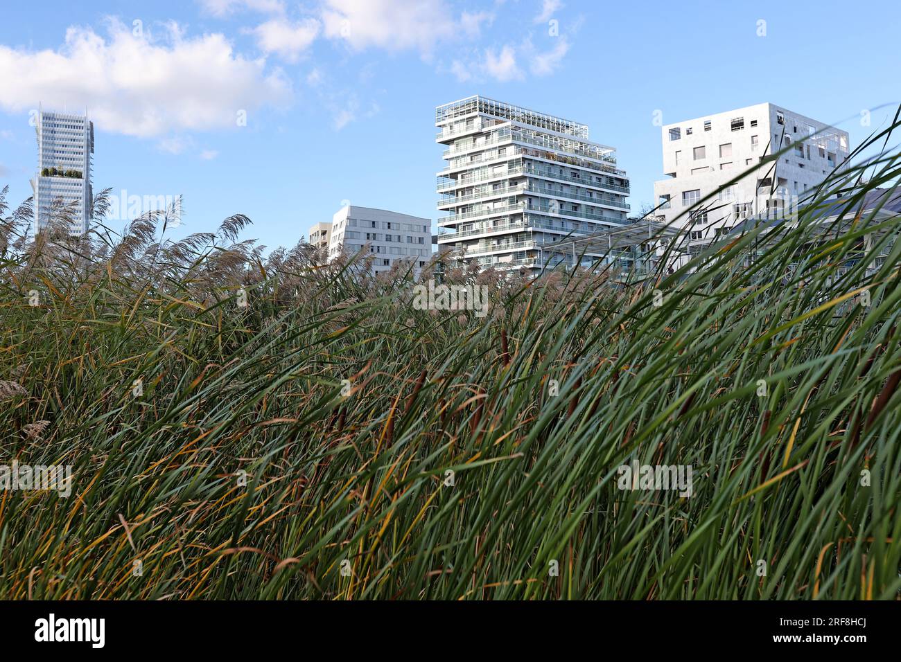 Biodiversité dans un parc à Paris, Ile de France, France. Banque D'Images