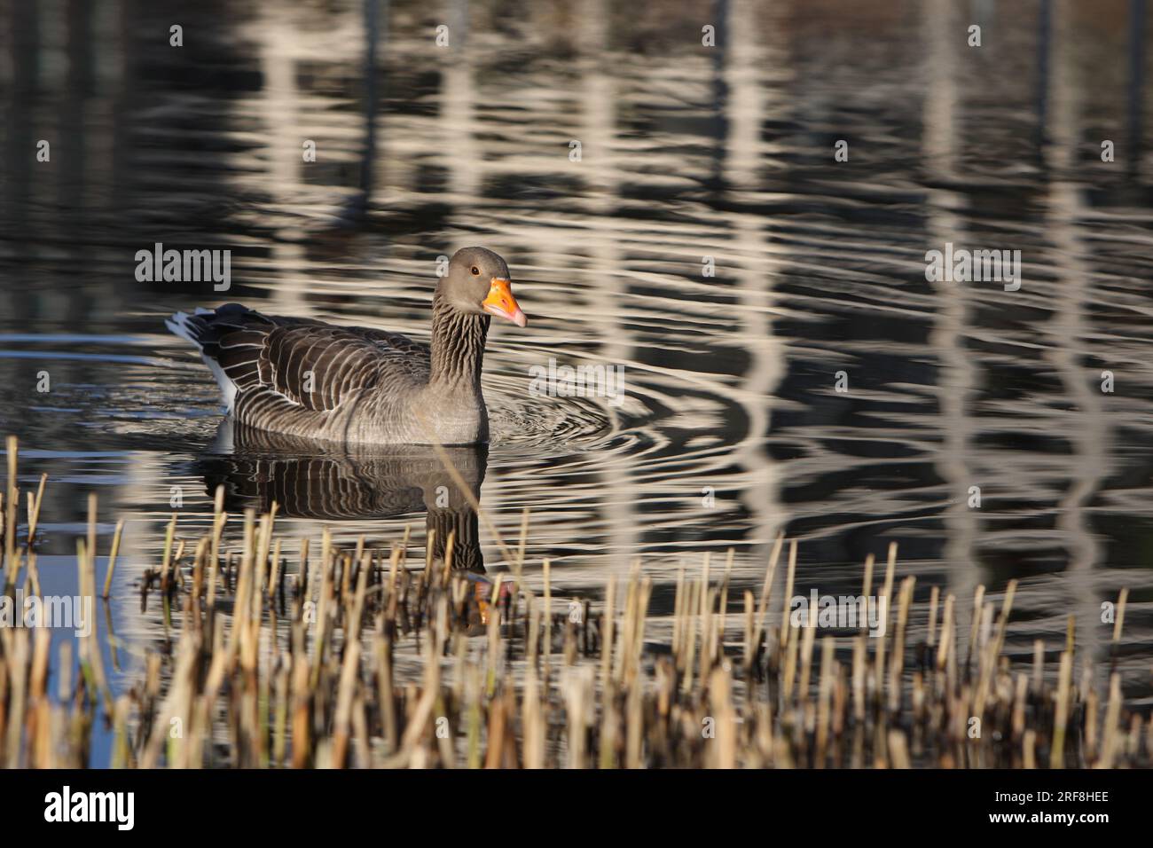 L'oie Greylag dans un parc à Paris, Ile de France, France. Banque D'Images