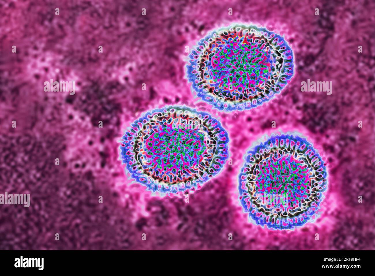 Virus grippal de la famille des Orthomyxoviridae (infection virale respiratoire). Microscopie électronique à transmission, diamètre viral 80 à 120 nanomètres. Banque D'Images