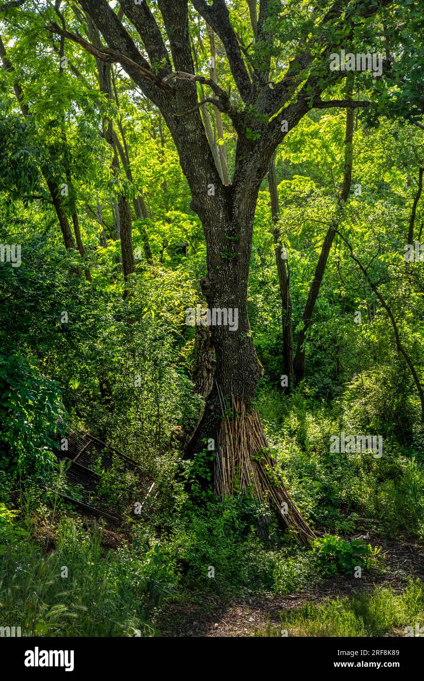 grand chêne dans le bois emmêlé avec des roseaux secs pour une utilisation dans le potager Banque D'Images