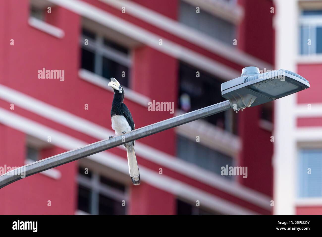 Un homme adulte Oriental pied Hornbill se perche sur un lampadaire devant un lotissement public, Singapour Banque D'Images