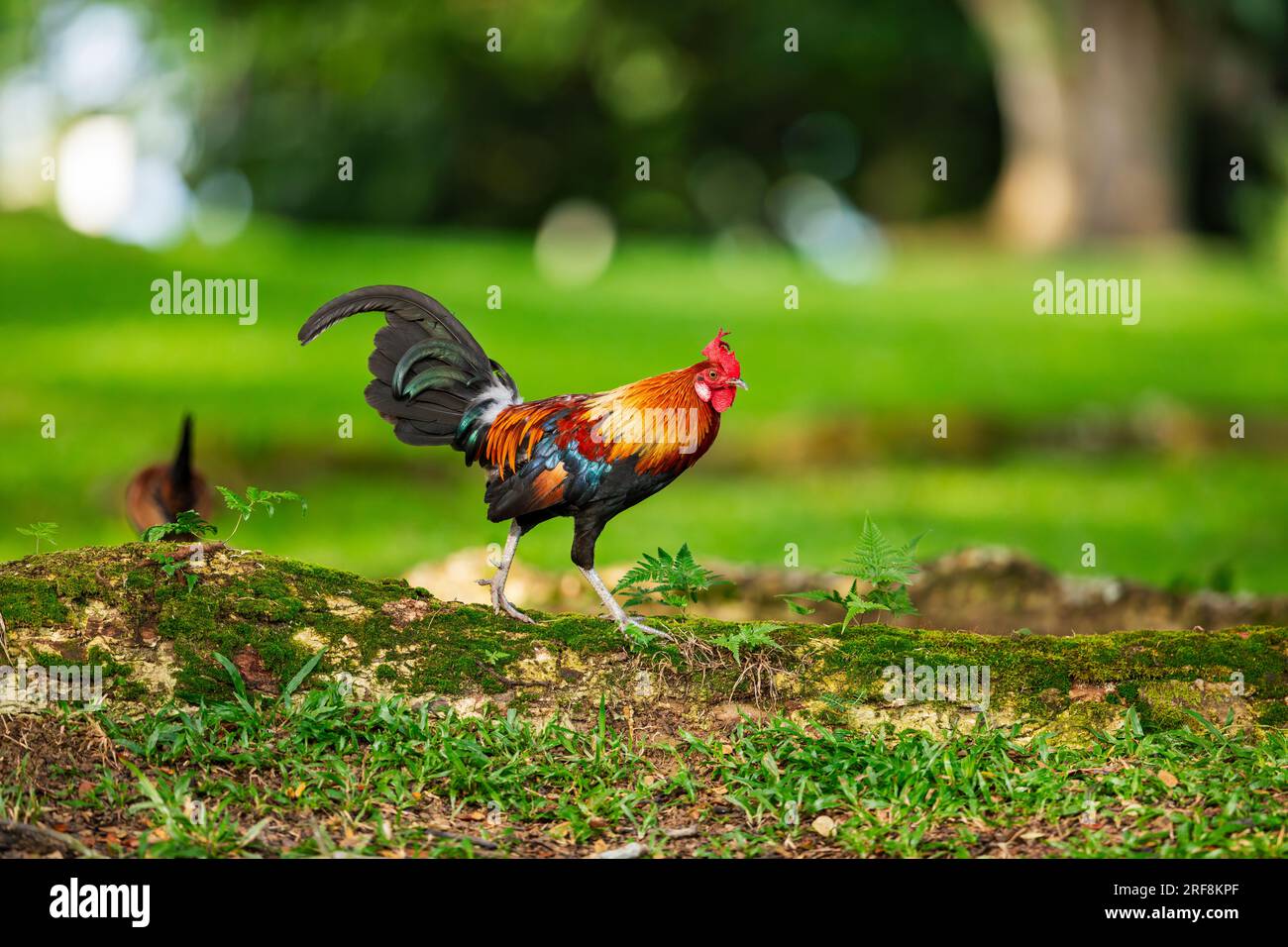 Un coq de junglefowl rouge se chevauche le long de la racine d'un arbre dans un parc tandis qu'une poule se nourrit dans l'herbe derrière, Singapour Banque D'Images