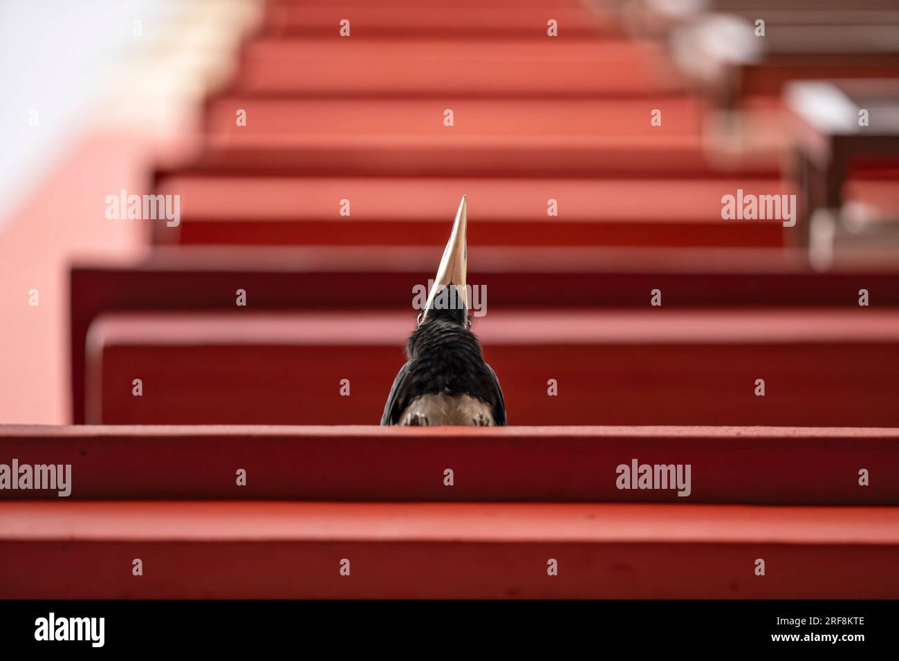 Un bec de cheval oriental mâle se perche sur le rebord d'un bloc d'appartements dans un lotissement public, Singapour Banque D'Images