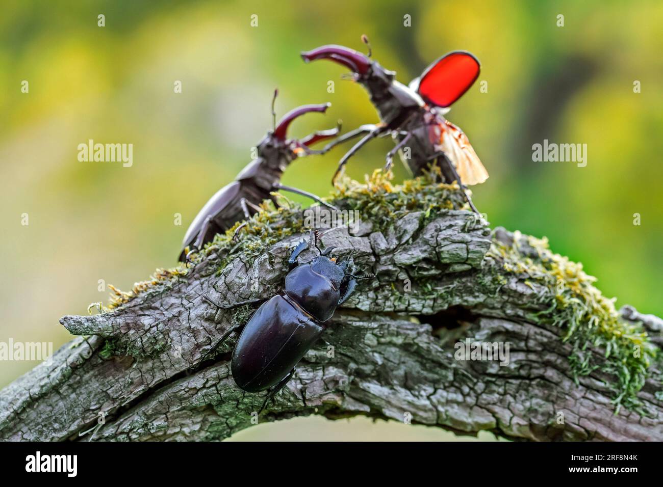 Coléoptères européens (Lucanus cervus) deux mâles avec de grandes mandibules / mâchoires se battant sur femelle sur le bois pourri de souche d'arbre dans la forêt en été Banque D'Images