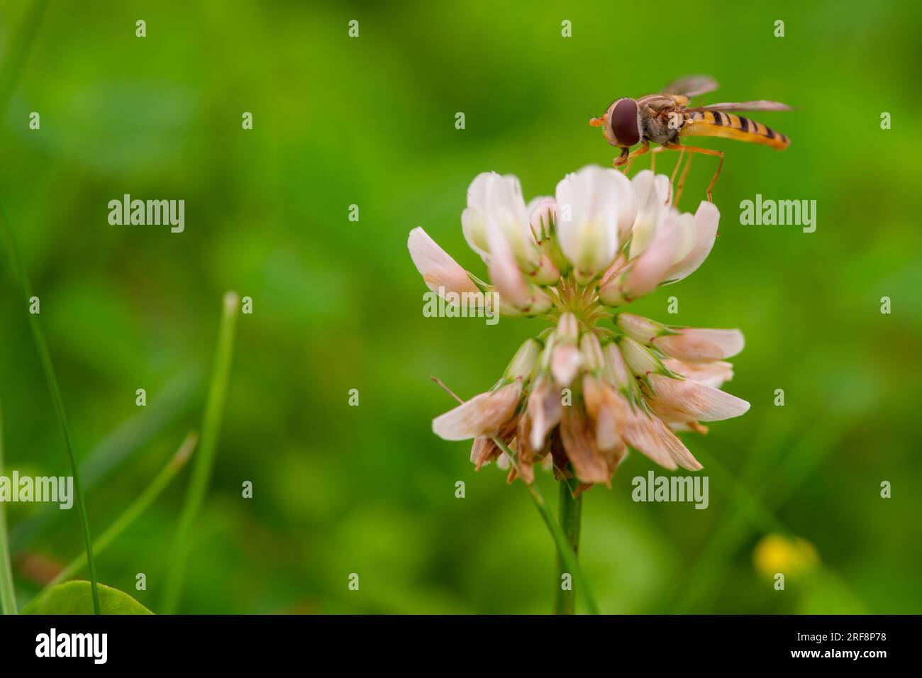 une abeille sur trèfle blanc sur une prairie à un jour d'été Banque D'Images