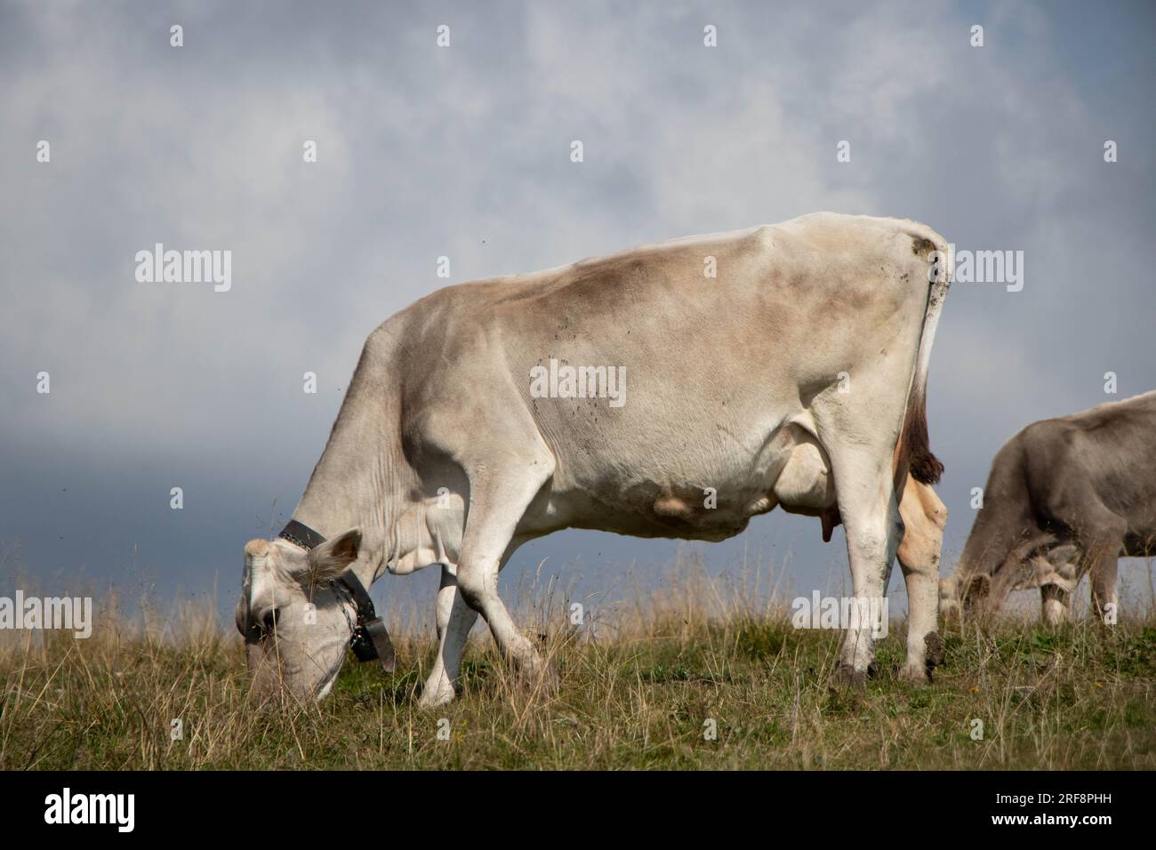 vache de ferme pâturant dans un pâturage. Photo de haute qualité Banque D'Images