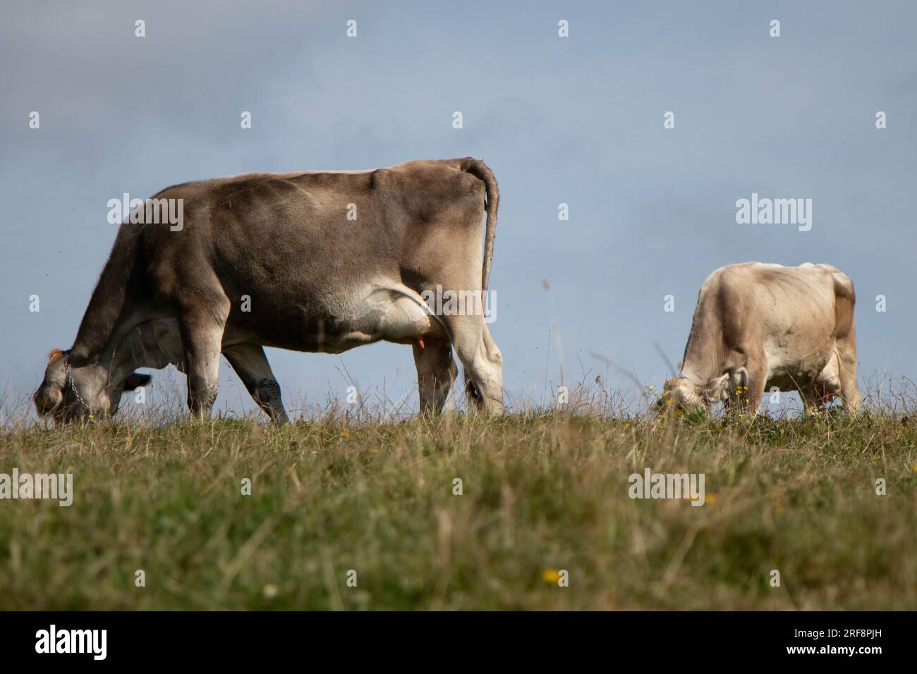 vaches de ferme pâturant dans un pâturage. Photo de haute qualité Banque D'Images