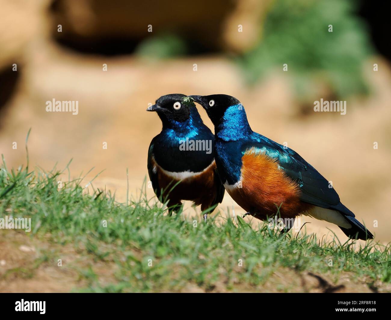 Deux superbes étoiles (Lamprotornis chalybaeus) sur l'herbe Banque D'Images