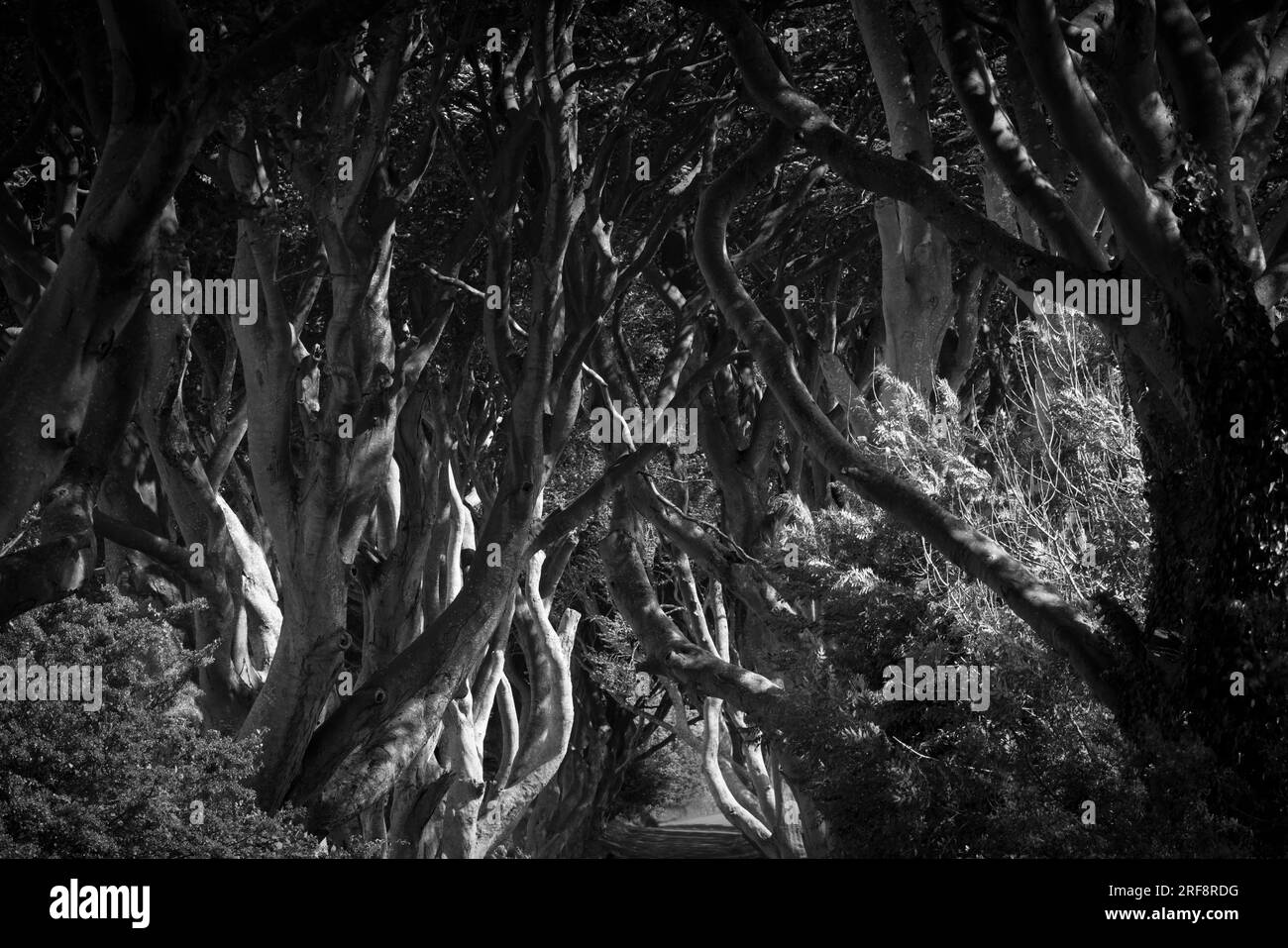 The Dark Hedges, hêtres vieux de 250 ans utilisés comme emplacement à Game of Thrones, Antrim, Irlande du Nord Banque D'Images The Dark Hedges, hêtres vieux de 250 ans utilisés comme emplacement à Game of Thrones, Antrim, Irlande du Nord Banque D'Images