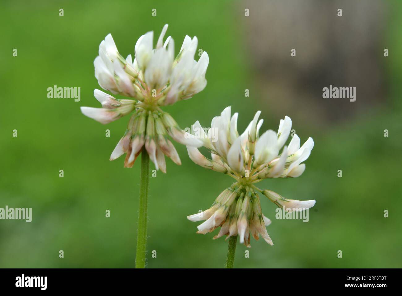 Le trèfle est de nature blanche (Trifolium repens) Banque D'Images