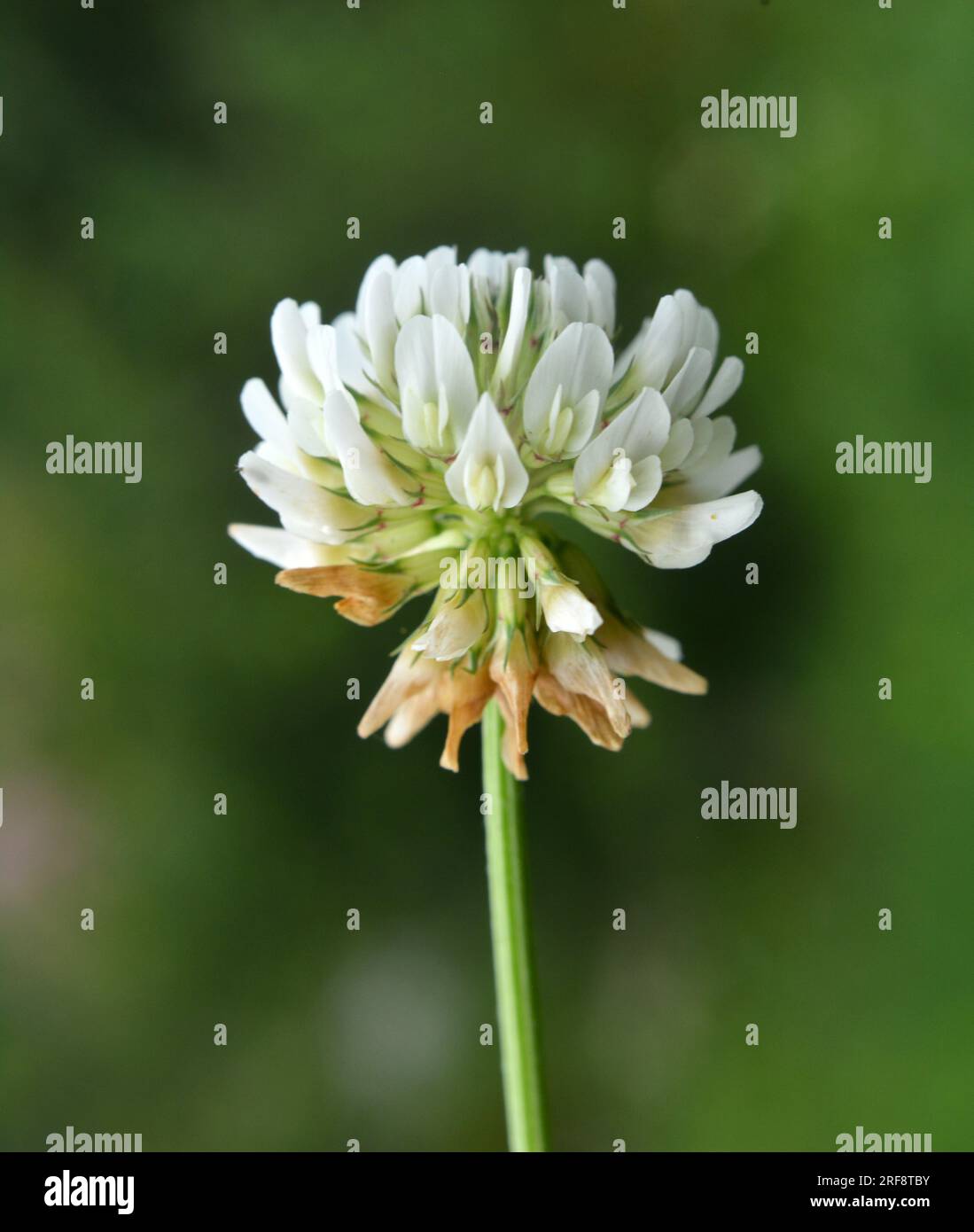 Le trèfle est de nature blanche (Trifolium repens) Banque D'Images