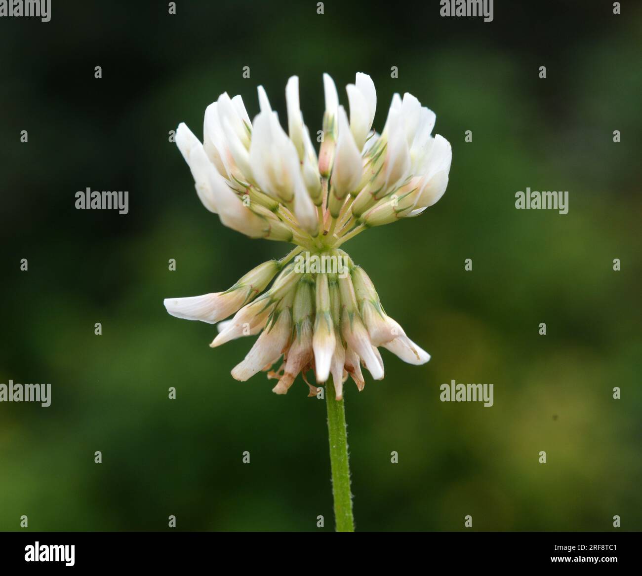 Le trèfle est de nature blanche (Trifolium repens) Banque D'Images