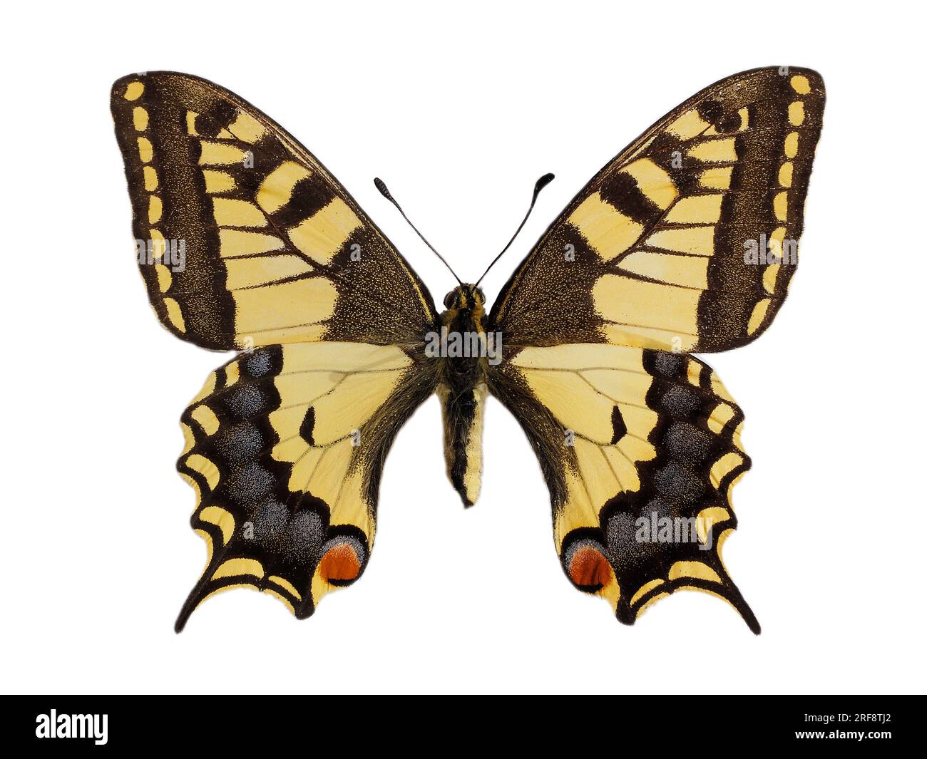 Papillon à queue d'aronde de l'ancien monde (Papilio machaon) vu d'en haut et isolé sur fond blanc. C'est l'espèce type du genre Papilio Banque D'Images