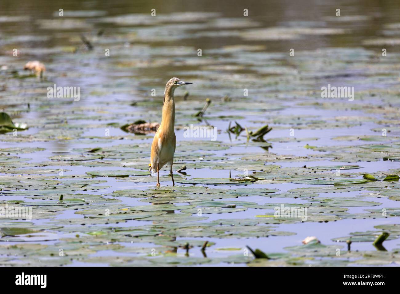 Sgarza Ciuffetto in cerca di cibo Banque D'Images