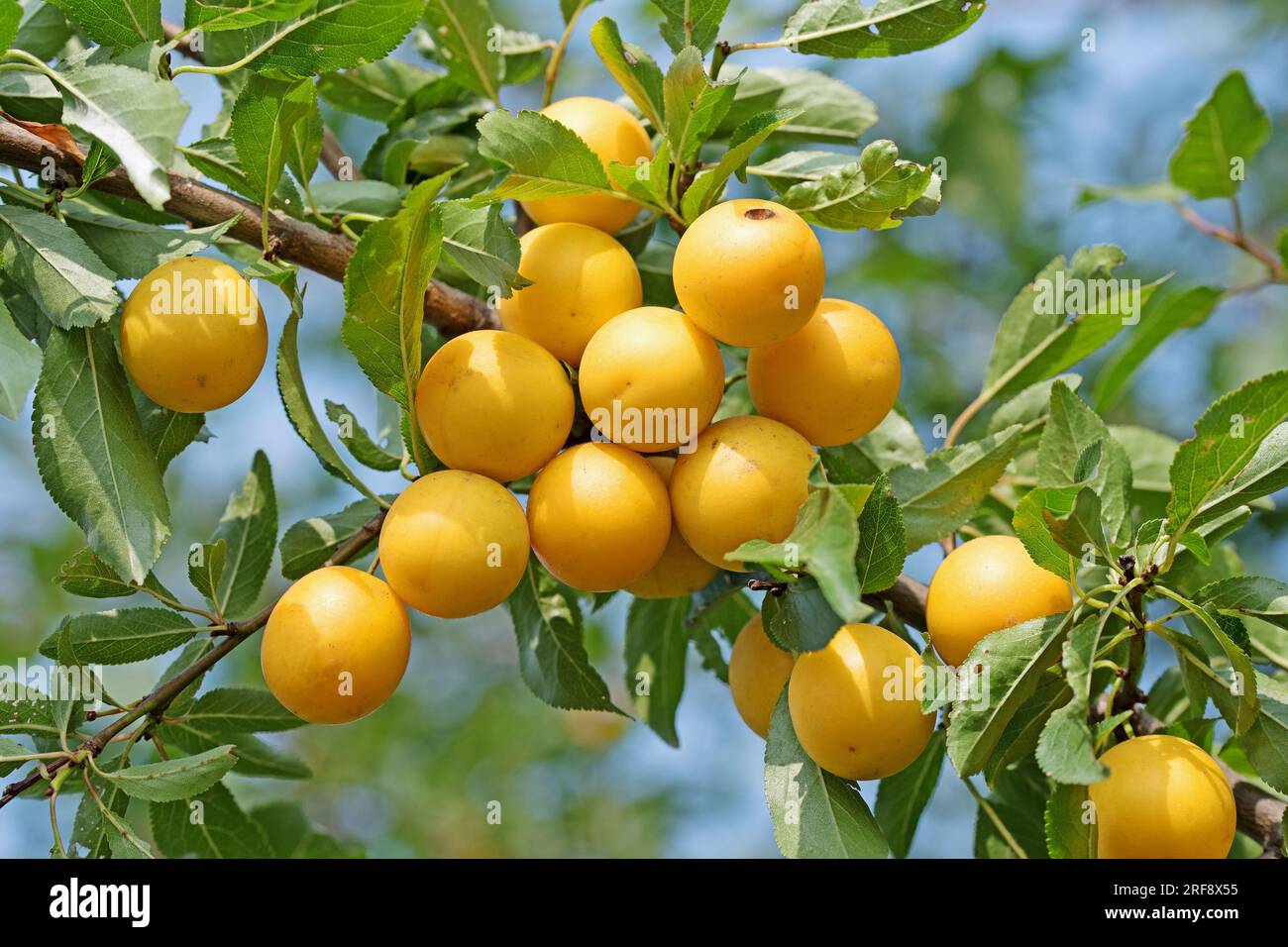Prunes sauvages jaunes mûres, Prunus cerasifera Banque D'Images