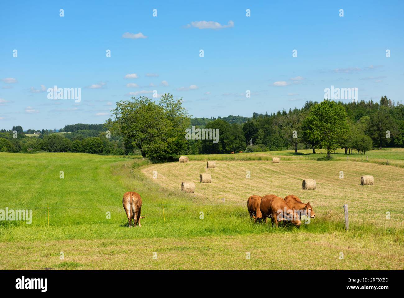 Vaches limousines bovins dans le paysage français Banque D'Images