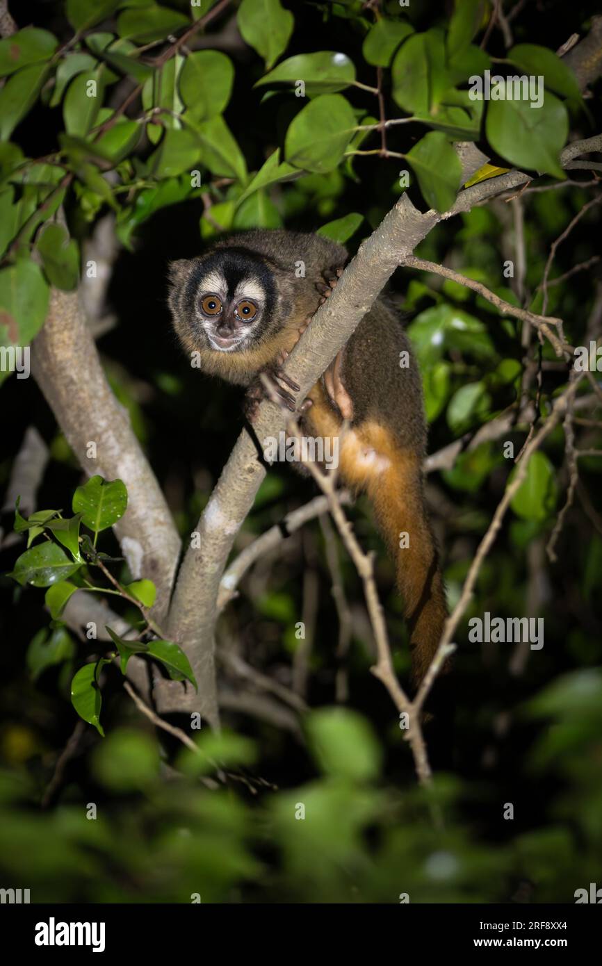 Un singe nocturne sauvage d'Azara (Aotus azarae) du Brésil Banque D'Images