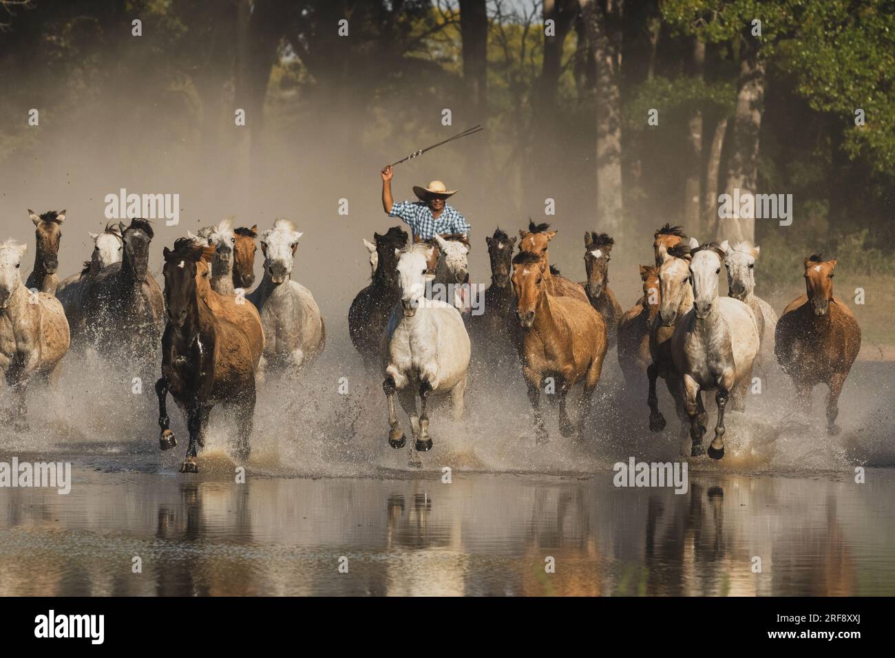 Chevaux de troupeau de cow-boy de Pantaneiro, zones humides du Pantanal Banque D'Images