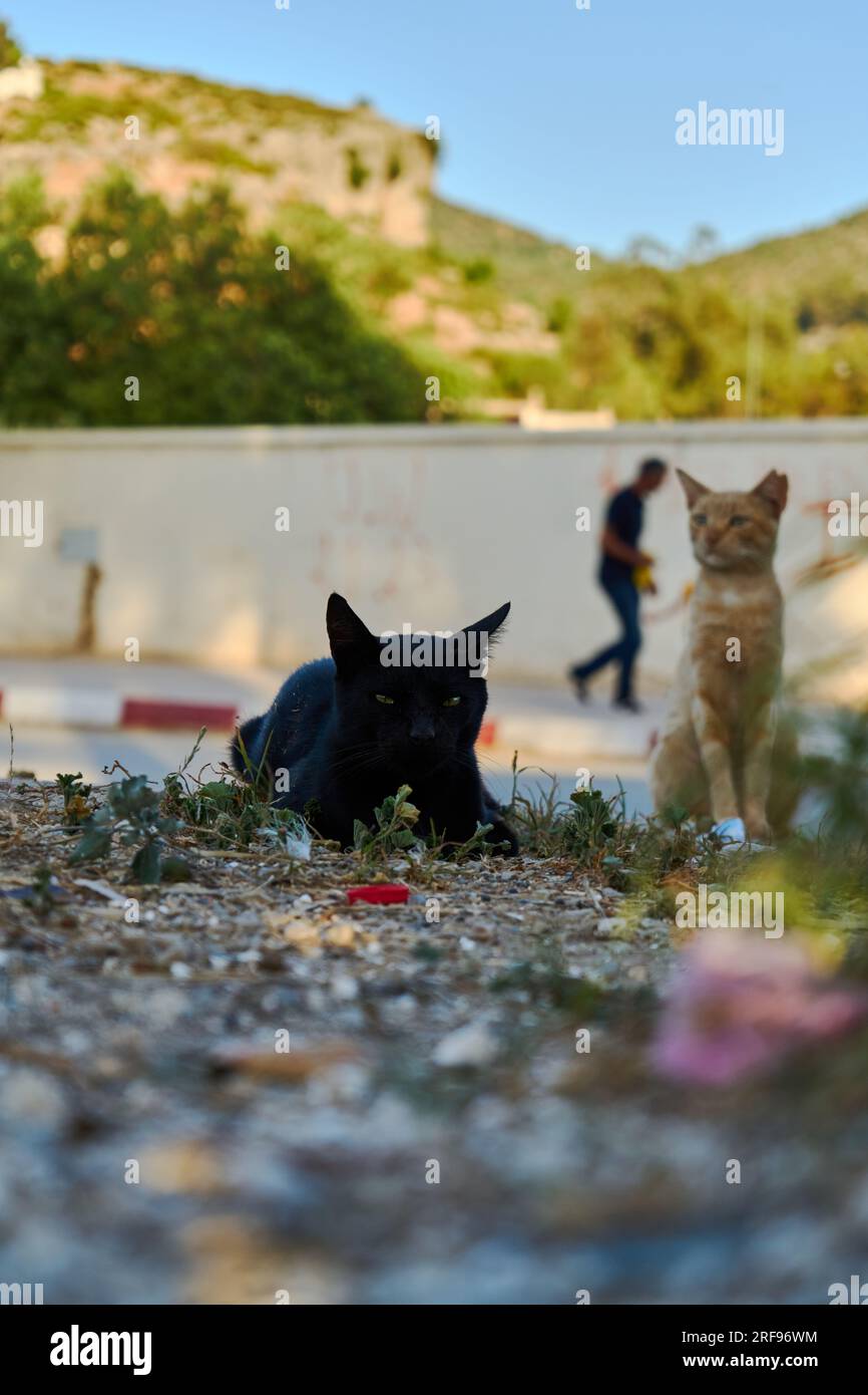 chat sans abri dans la rue Banque D'Images