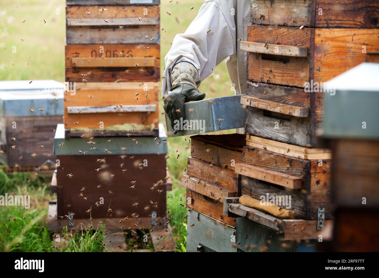 Les abeilles sont chassées de leurs ruches pendant que leur miel est récolté. Banque D'Images