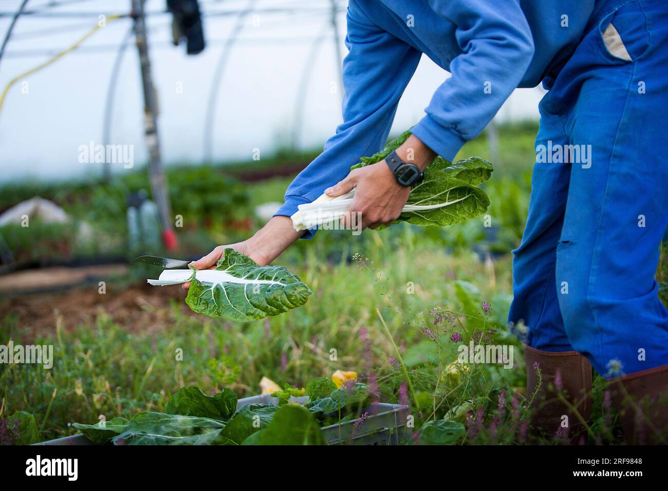 Agriculteur biologique récoltant 35 sortes de légumes travaillant directement avec les consommateurs, ici récoltant des blettes. Banque D'Images