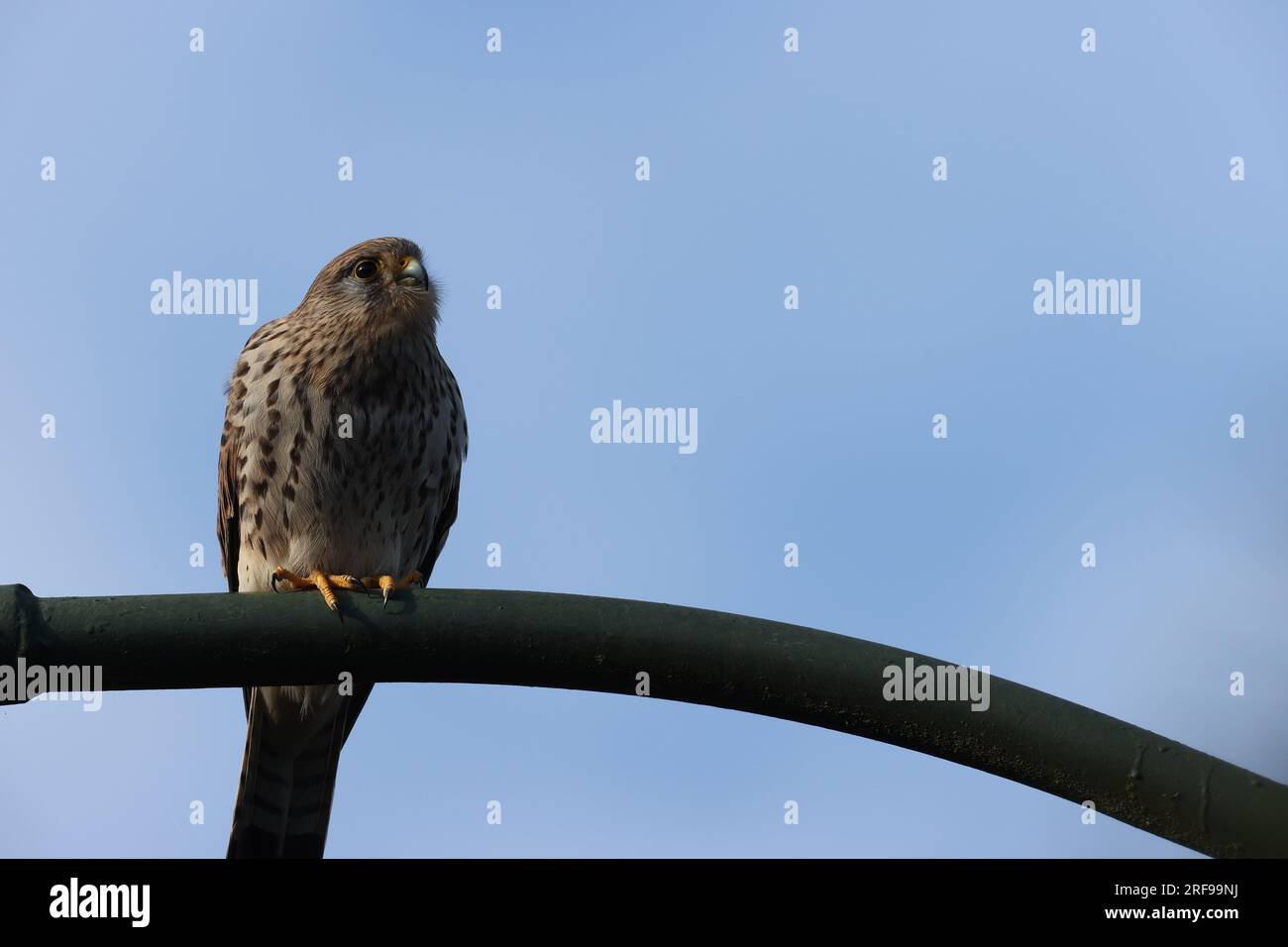 Kestrel dans un parc à Paris, Ile de France, France. Banque D'Images