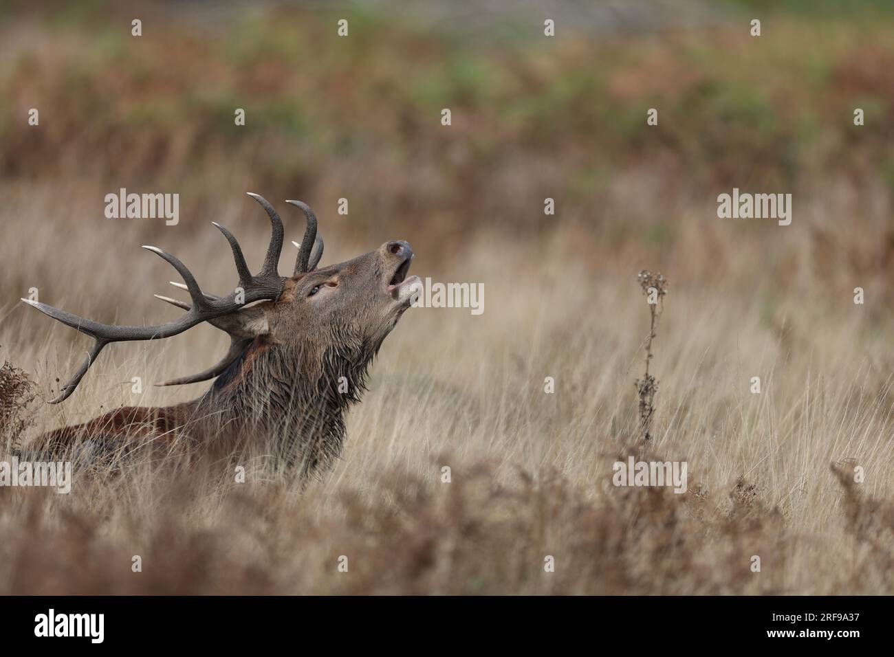 La dalle est l'appel fait par le cerf pour attirer l'attention des femelles pendant la saison d'accouplement. Banque D'Images