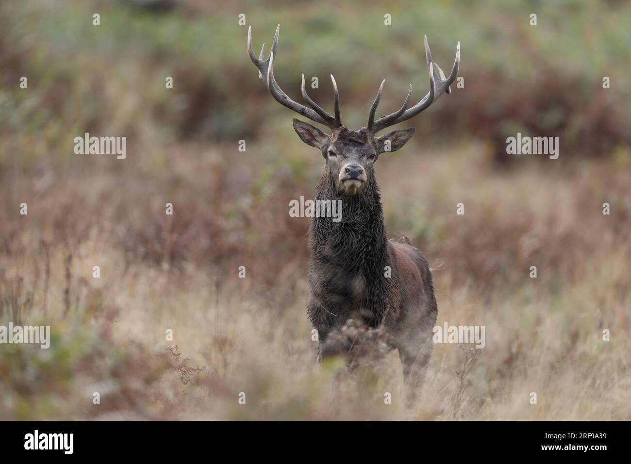 La dalle est l'appel fait par le cerf pour attirer l'attention des femelles pendant la saison d'accouplement. Banque D'Images