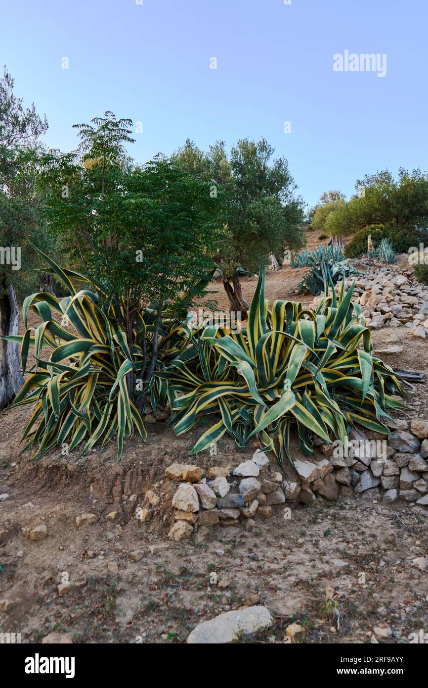 plantation d'aloe vera avec des arbres Banque D'Images