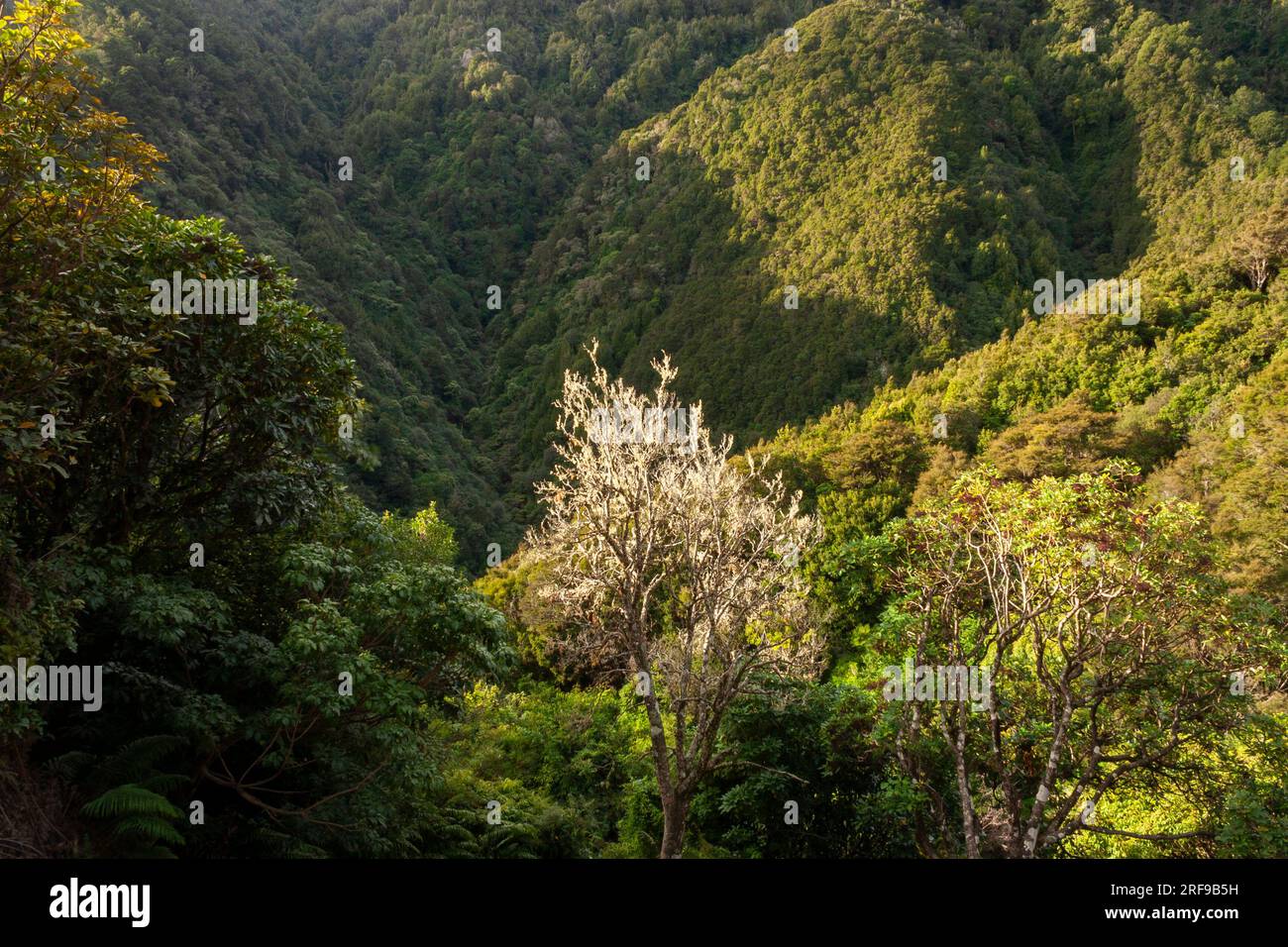Collines boisées et brousse sur l'île du Nord de la Nouvelle-Zélande Banque D'Images