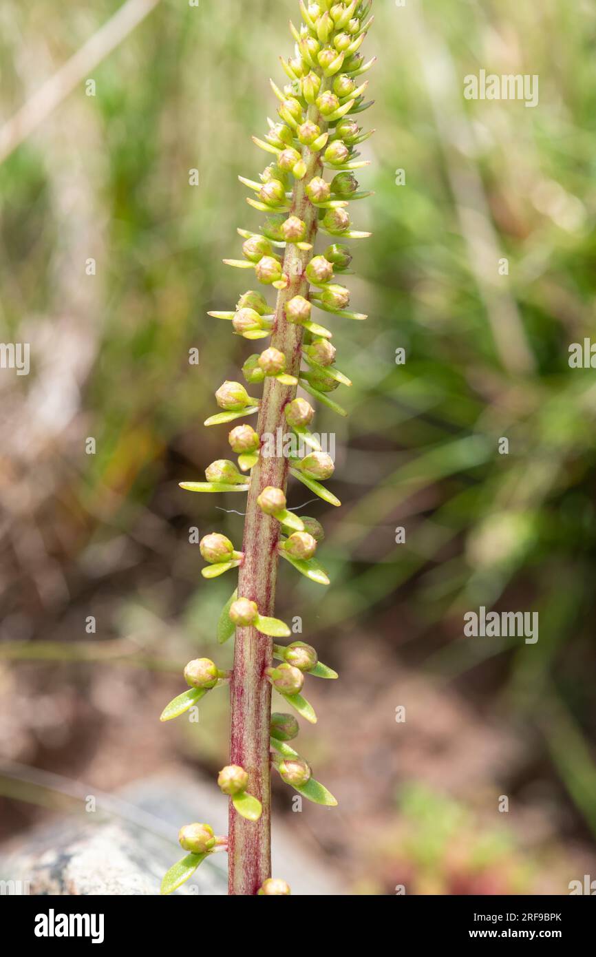 Gros plan de fleurs de navelwort (ombilicus rupestris) Banque D'Images