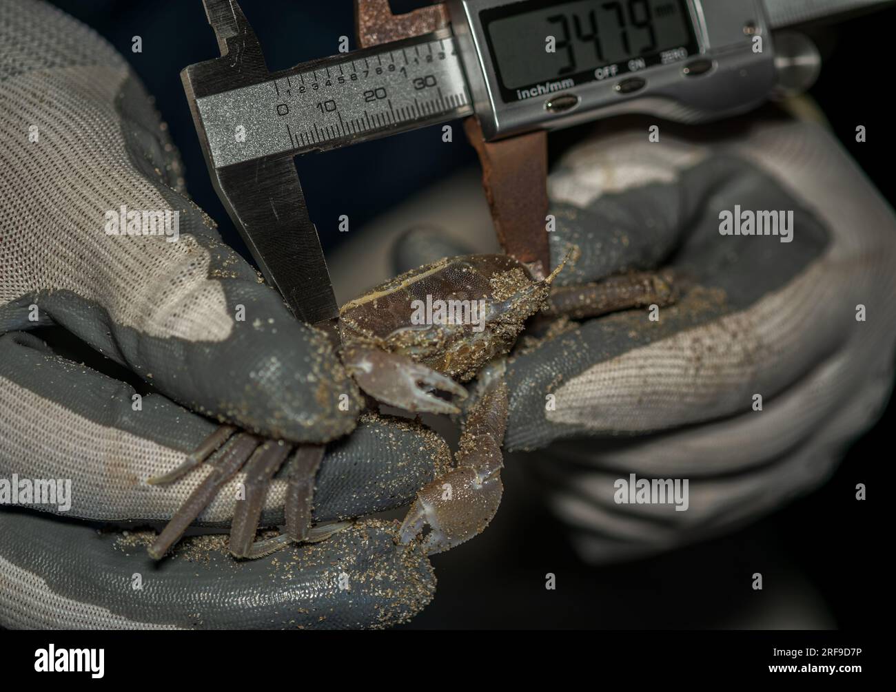 Capture et mesure d'un crabe fantôme touffeté dans un suivi de la taille d'une population sur une plage de l'est de la Sicile Banque D'Images