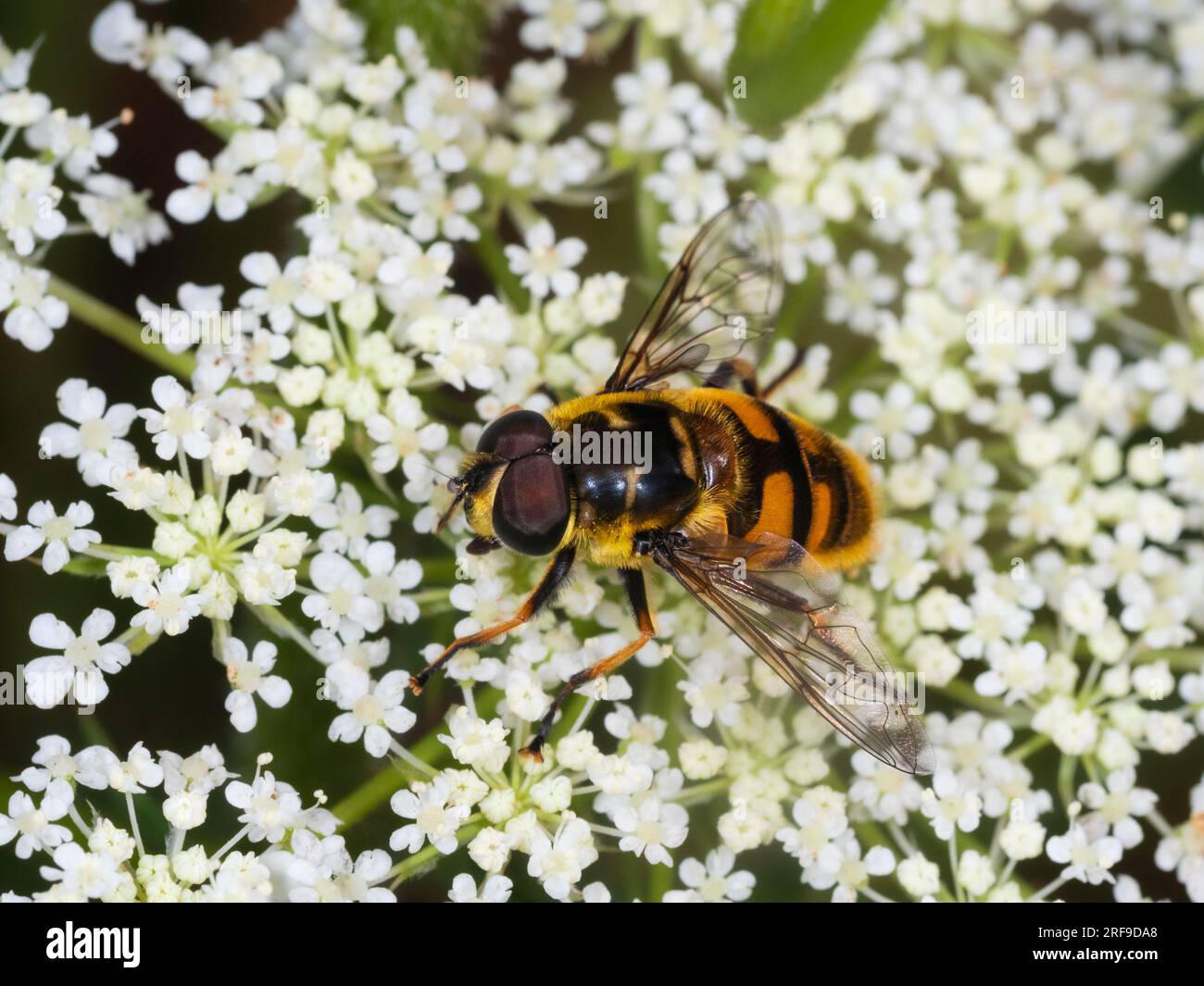 Myathropa florea mâle britannique adulte se nourrissant des fleurs de la carotte sauvage, Daucus carota Banque D'Images