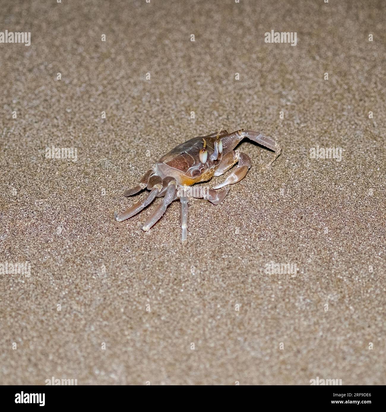 Un crabe fantôme touffeté la nuit sur une plage de sable dans l'est de la Sicile, en Italie Banque D'Images
