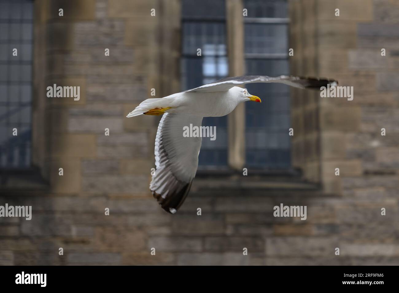 Une Mouette hareng (Mouette) vole au-dessus de Castelhill près du château d'Édimbourg, Édimbourg, Écosse, Royaume-Uni Banque D'Images