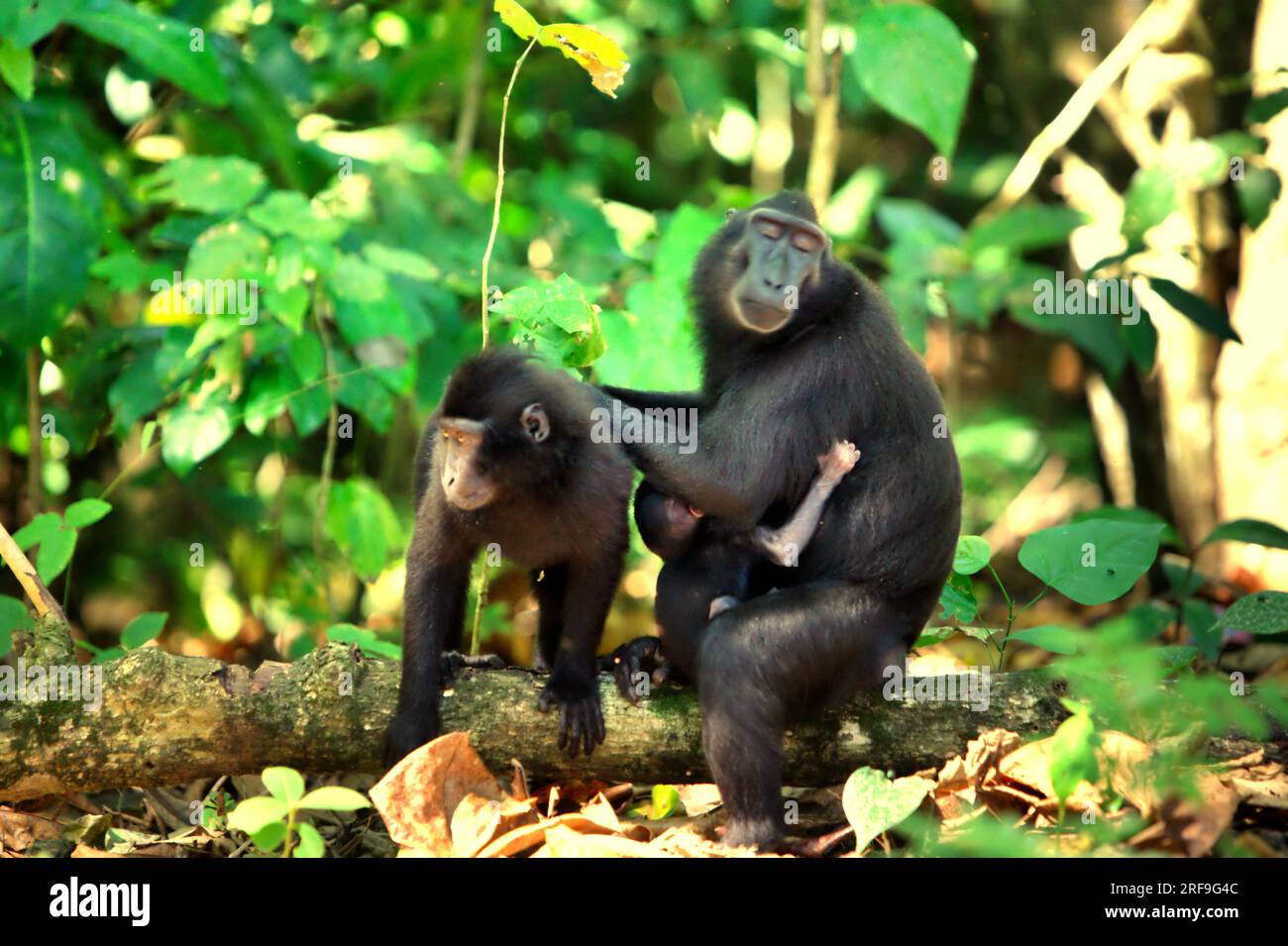 Une femelle adulte de macaque à crête noire de Sulawesi (Macaca nigra) épouse un autre individu alors qu'elle porte un bébé dans la réserve naturelle de Tangkoko, Sulawesi du Nord, en Indonésie. La température a augmenté dans la forêt de Tangkoko, un habitat protégé pour le macaque à crête menacé dans le nord de Sulawesi, selon une équipe de scientifiques dirigée par Marine Joly, publiée dans International Journal of Primatology en juillet 2023. « Entre 2012 et 2020, les températures ont augmenté jusqu’à 0,2 degrés Celsius par an dans la forêt, et l’abondance globale des fruits a diminué de 1 pour cent par an », ont-ils écrit. Banque D'Images