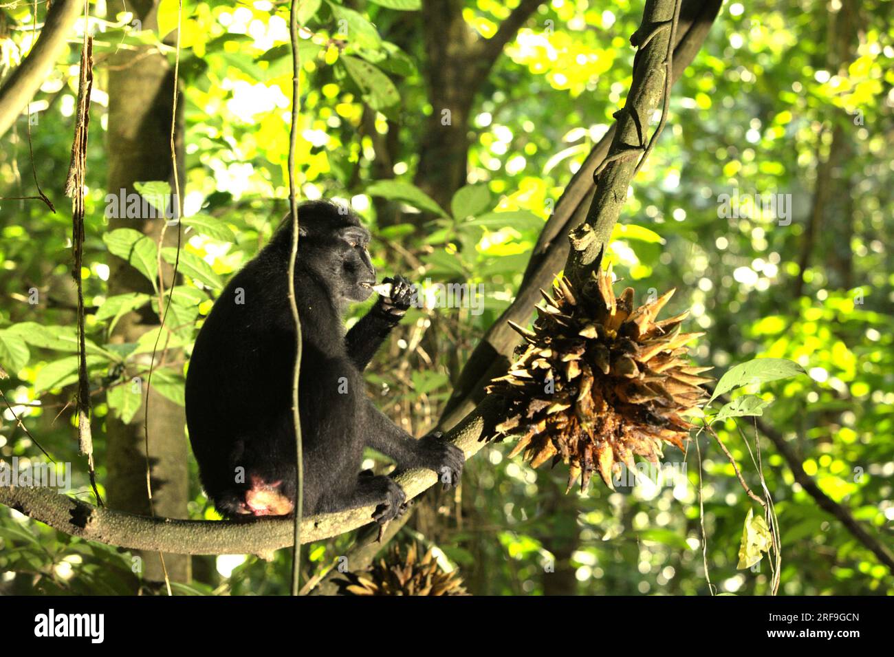 Un macaque à crête noire de Sulawesi (Macaca nigra) mange des fruits de liane dans la réserve naturelle de Tangkoko Batuangus, Sulawesi du Nord, en Indonésie. La température a augmenté dans la forêt de Tangkoko, et l'abondance globale des fruits a diminué, selon une équipe de scientifiques dirigée par Marine Joly, publiée dans International Journal of Primatology en juillet 2023. « Entre 2012 et 2020, les températures ont augmenté jusqu’à 0,2 degrés Celsius par an dans la forêt, et l’abondance globale des fruits a diminué de 1 pour cent par an », ont-ils écrit. Banque D'Images